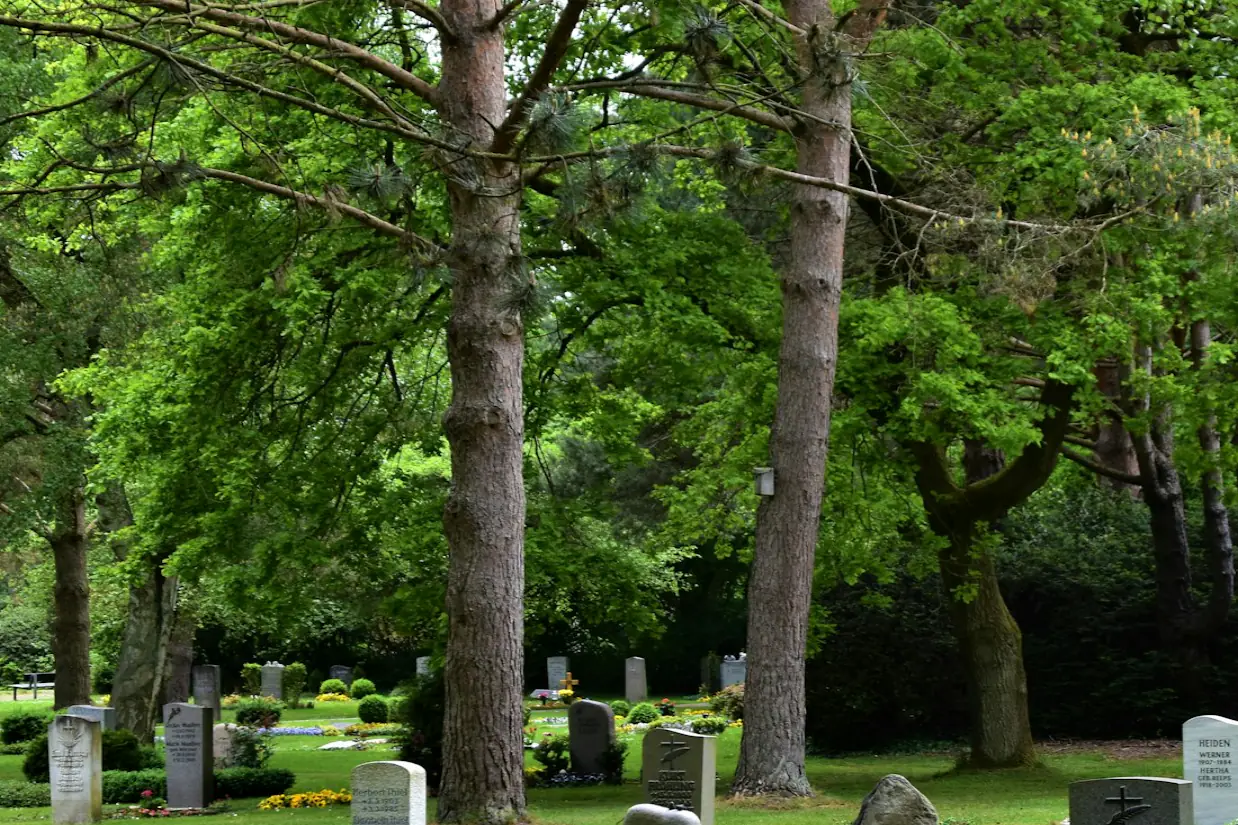 Cimetière arboré sous la lumière du matin