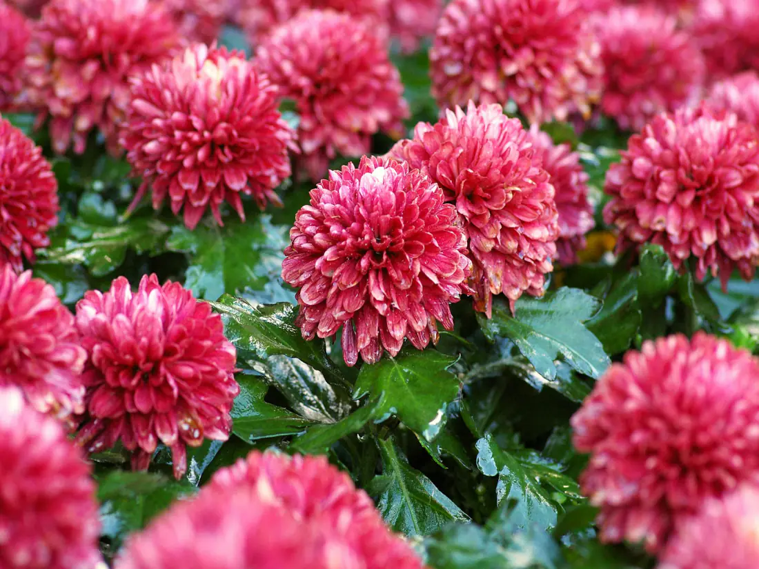 Chrysanthèmes aux pétales rouges