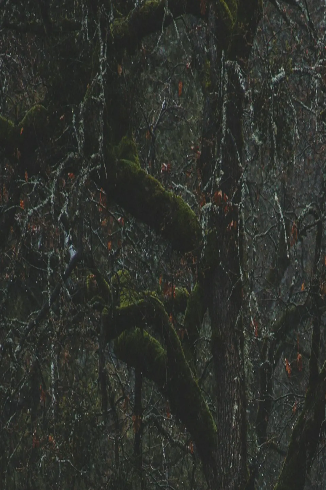 Sépultures à l'ombre des arbres d'un vallon boisé