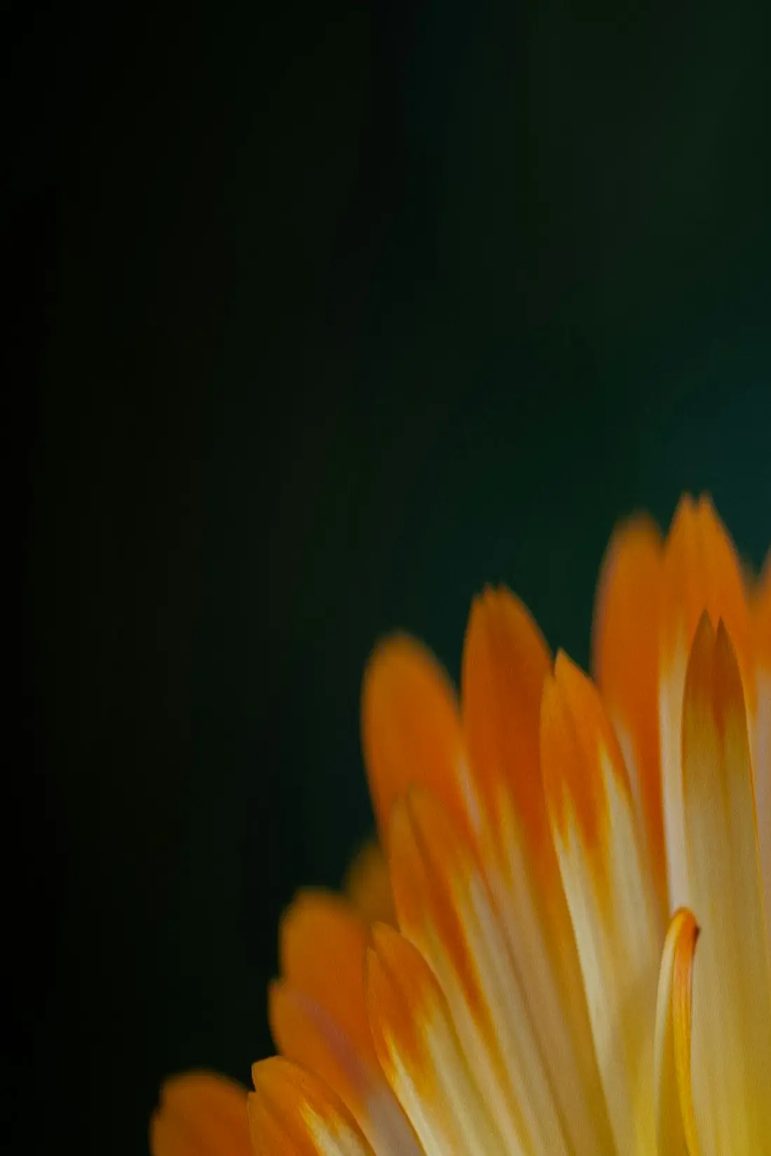 Gros plan d'une fleur de saison