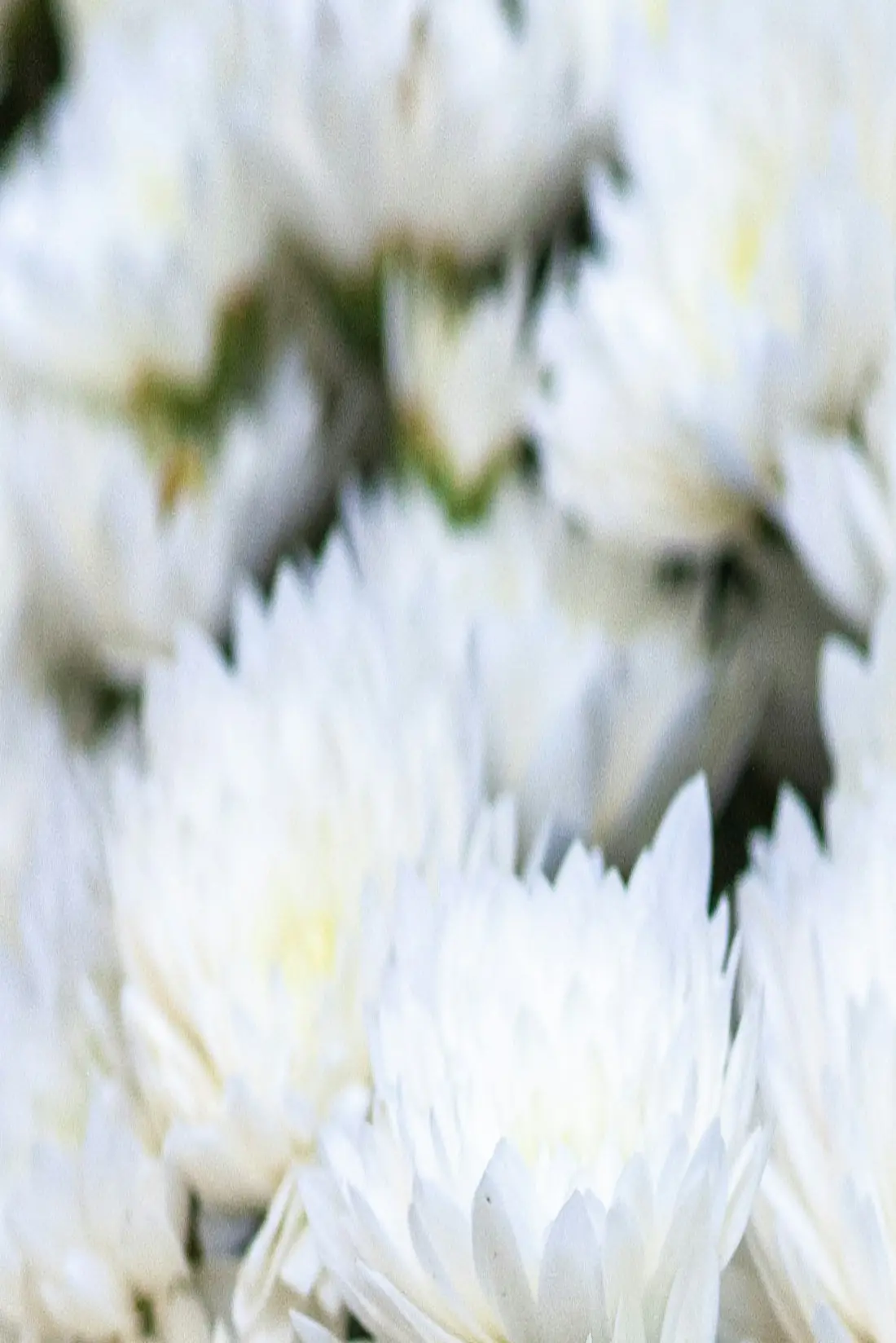 Chrysanthèmes blancs déposés en hommage