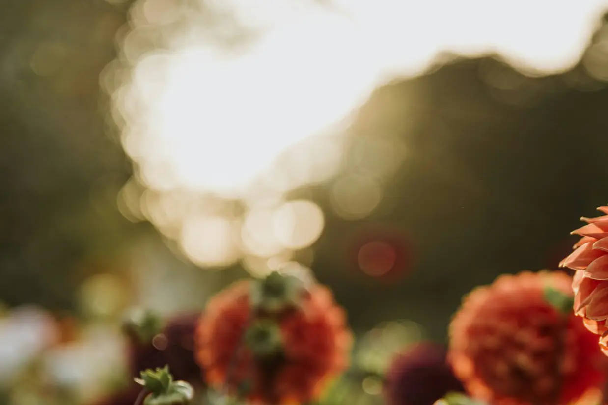 Fleurs rouges éclairées par le soleil couchant