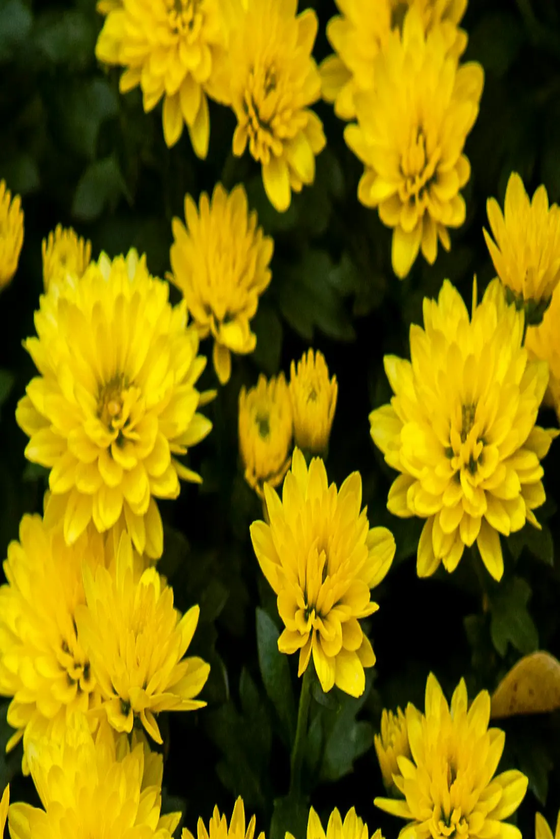 Massif de fleurs jaunes et de feuillages