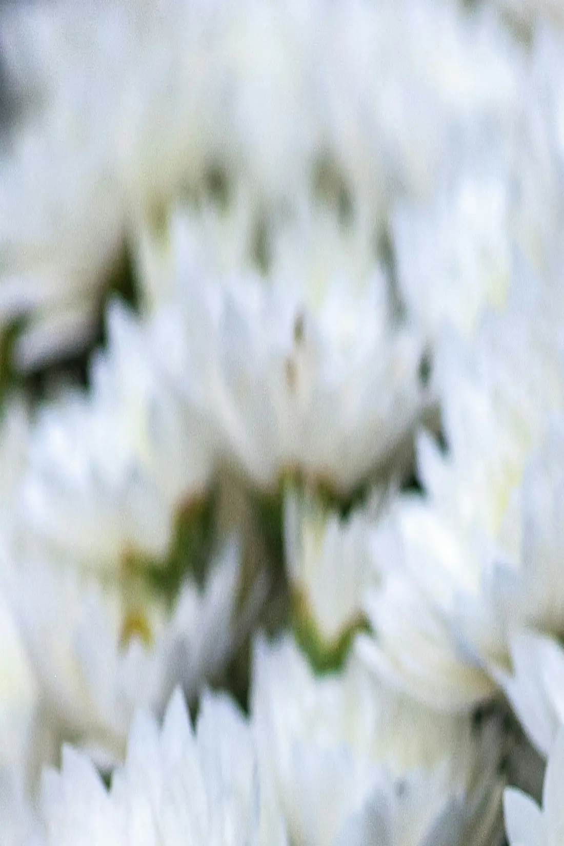 Composition de chrysanthèmes blancs