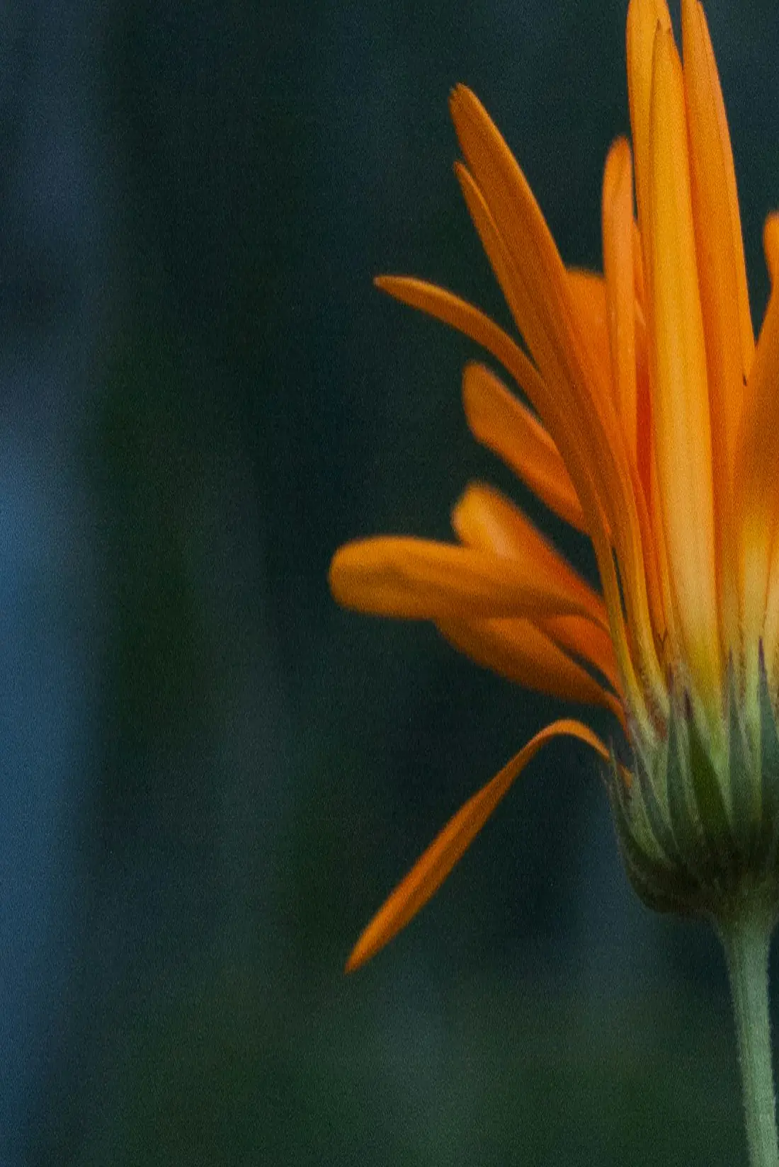 Fleur orangée épanouie dans la lumière